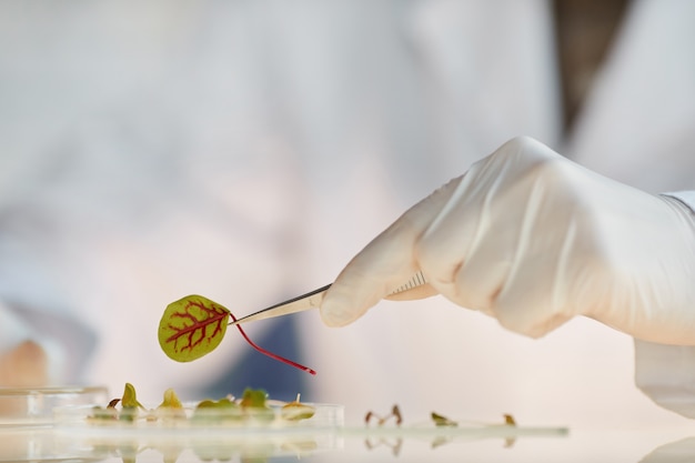 Extreme close-up van onherkenbare vrouwelijke wetenschapper die met plantmonsters werkt tijdens het doen van experimenten in het biotechnologielaboratorium, kopie ruimte
