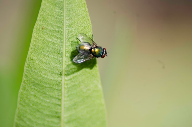 Extreme close-up van vlieg op blad