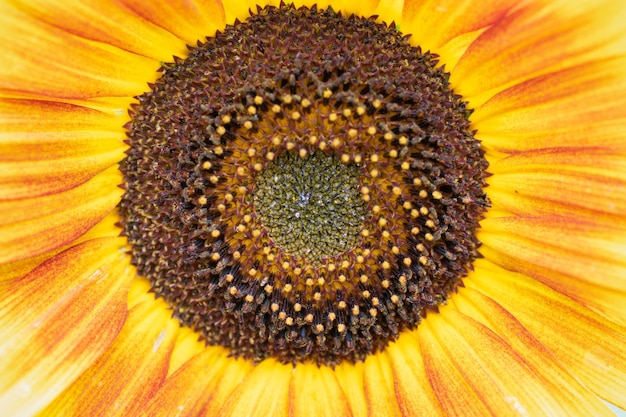 Foto extreme close-up van zonnebloem