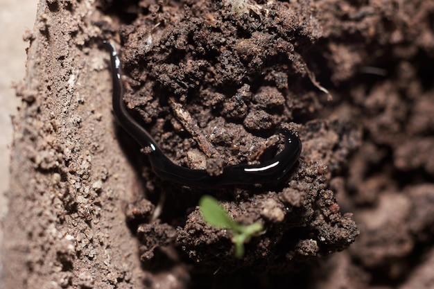 Photo extreme close-up of worm on soil