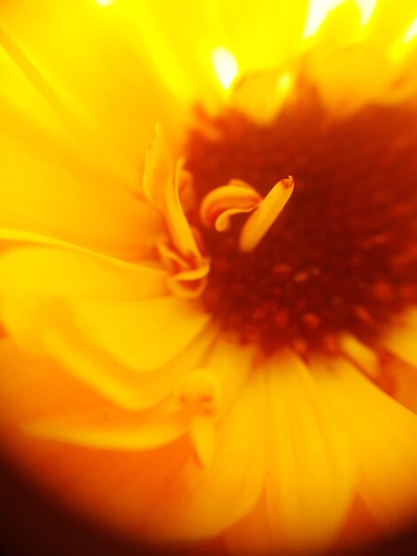 Extreme close-up of yellow flower pollen