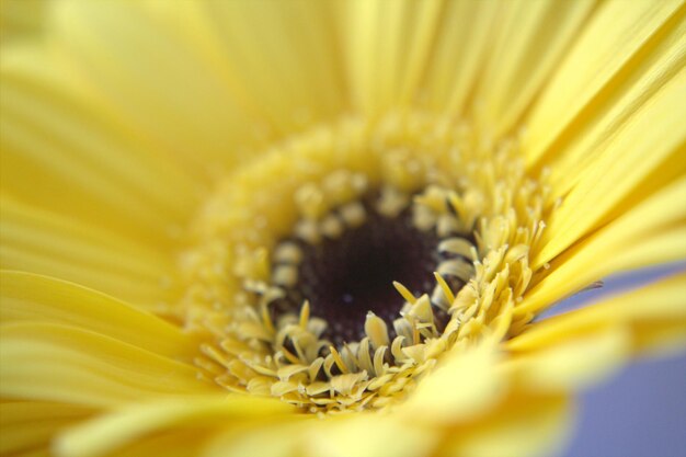 Extreme close-up of yellow flower pollen