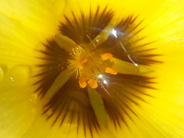 Extreme close-up of yellow flower