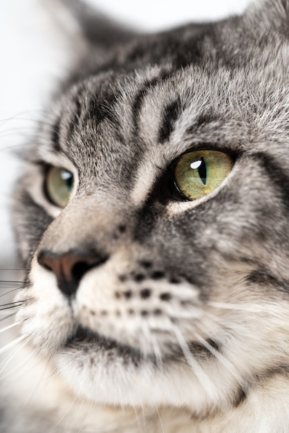 Extreme closeup portrait of american coon cat with big eyes looking pretty longhair male mackerel ta...