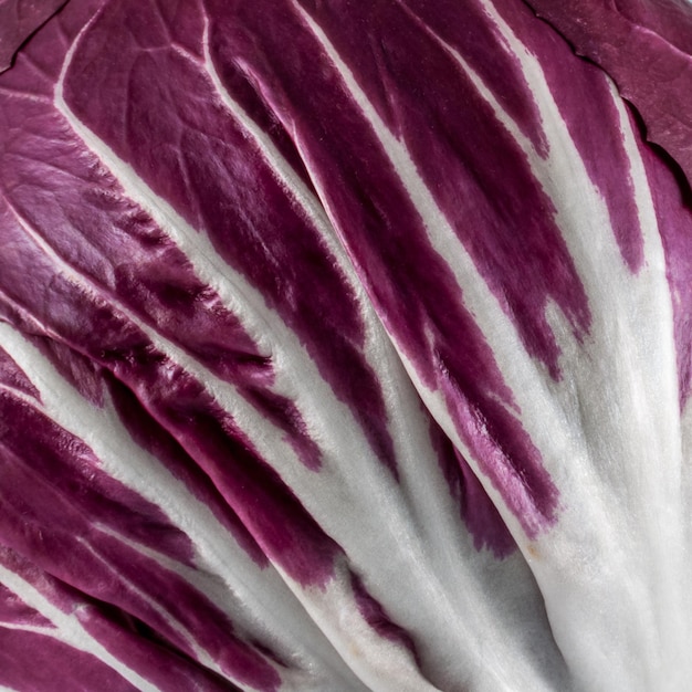 Photo extreme closeup of red chicory