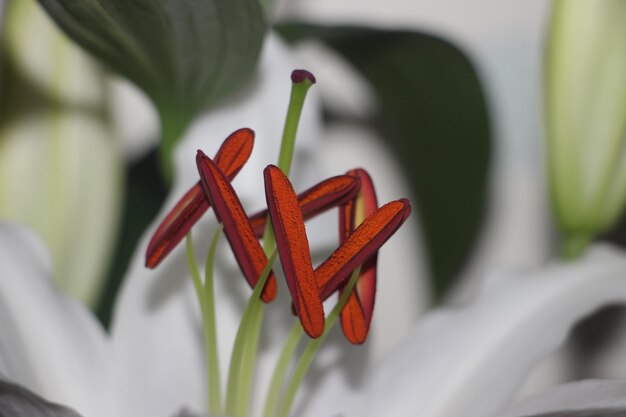 Photo extreme closeup of the stamins trumpet shaped flower of a white lily