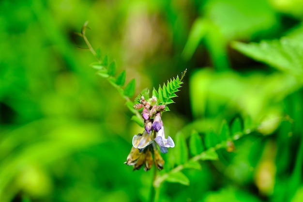 An Extreme closeup of wildflower plants in the forest