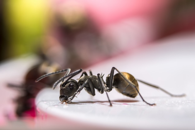 극단적 인 formicidae 다리 블랙 화이트 포커스