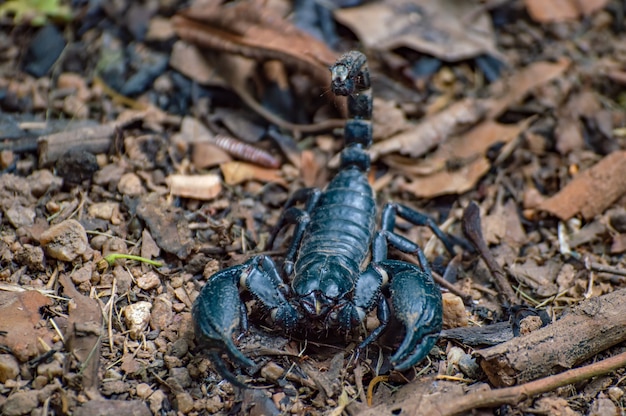 Extreme Macro close-up de Giant Forest Scorpion (Heterometrus) met zwarte achtergrond natuur achtergrond.