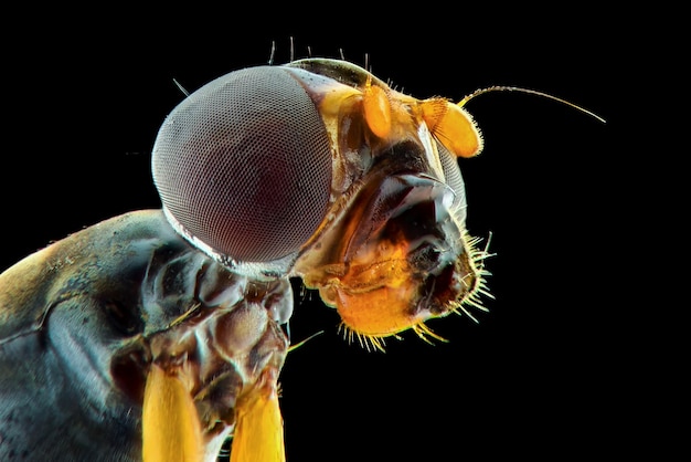 extreme macro flies  on  black background