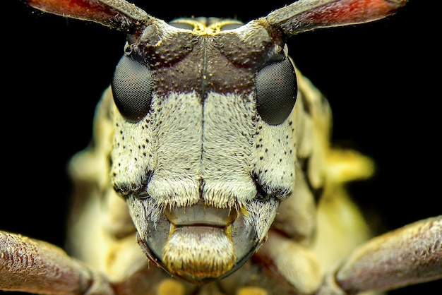 extreme macro lange hoornkever