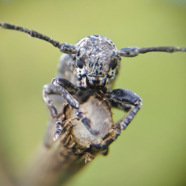 extreme macro long horn beetle white