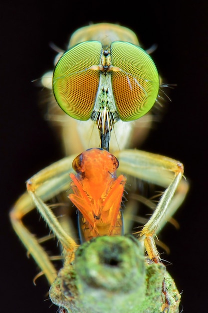 extreme macro robberfly