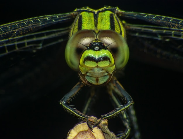 Foto occhio di colpo macro estrema della testa libellula in natura selvaggia. centro commerciale. libellula in congedo giallo.