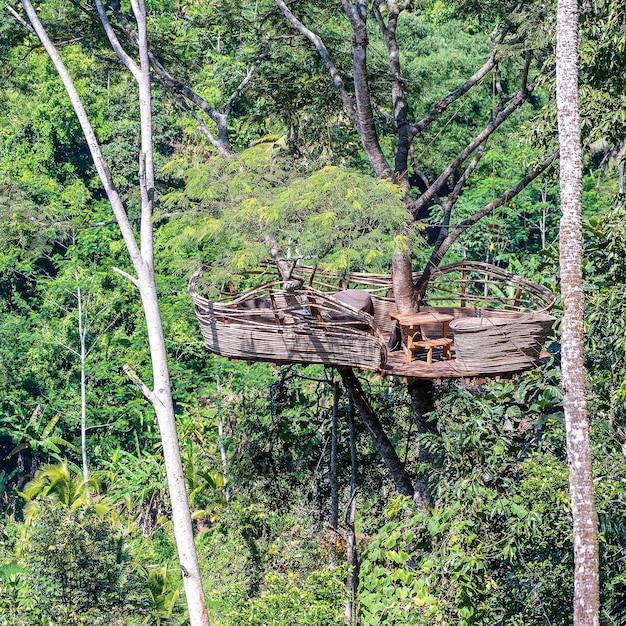 Extreme recreation area on a high tropical tree in the jungle near the rice terraces in island Bali Indonesia