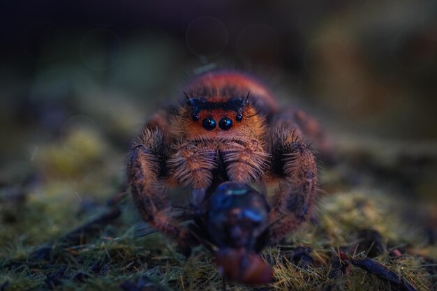 Extreme sharp and detailed portrait of polish jumping spider macro