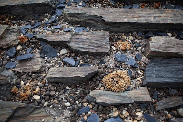 Extreme vegetatie groeit op droge en steenachtige grond