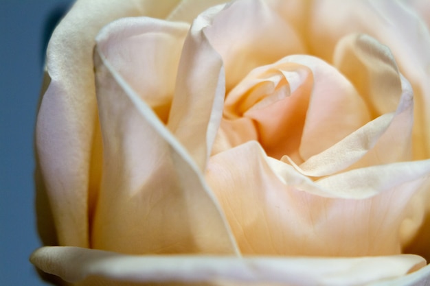 Extremely close up frame of a white pink rose , greeting card or concept