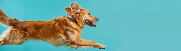 An exuberant golden retriever leaping happily against a blue background