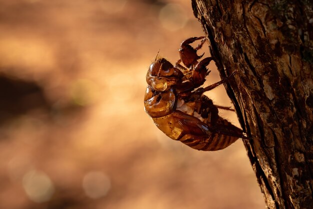 Exuvia of Typical Cicada, ecdysis라고하는 곤충의 성숙 과정에서 버려진 외골격