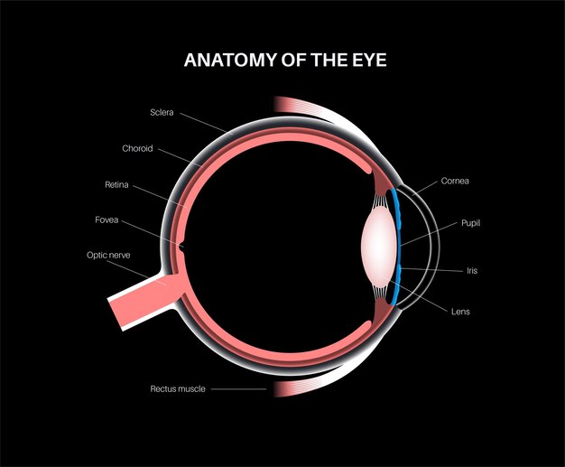 Фото Анатомия глаз структура человеческого глаза инфографика внешняя сетчатка и склера радужной оболочки медицинский вектор