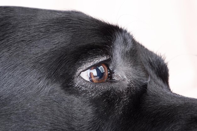 Foto occhio di un cane nero l'occhio di un labrador retriever