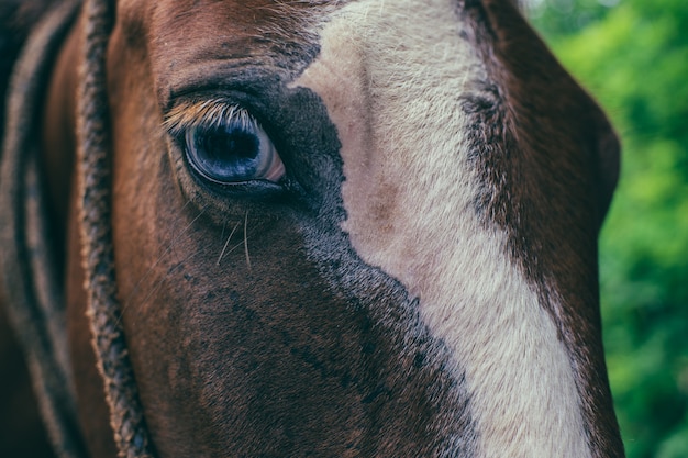 Un occhio azzurro del cavallo nella natura