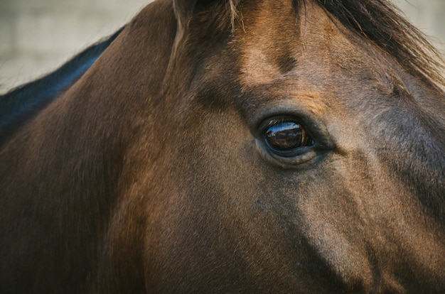 Eye of brown horse detail