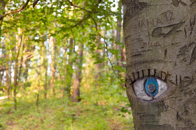 Eye carved in tree trunk