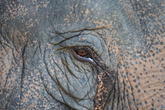 Photo eye of the elephant