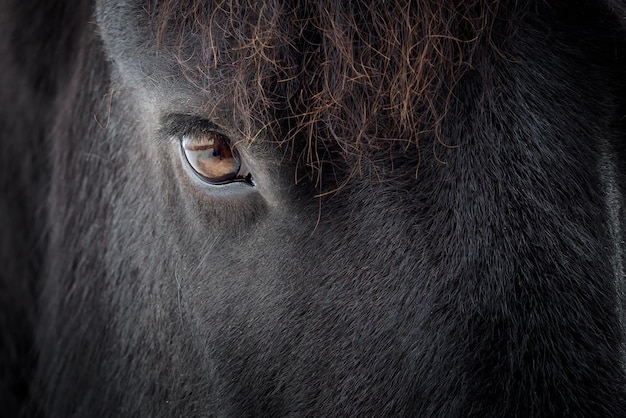 Eye of a friesian horse