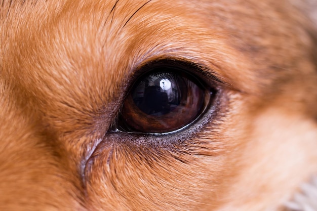 Eye of a ginger domestic dog closeup