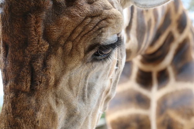 Eye of giraffe 