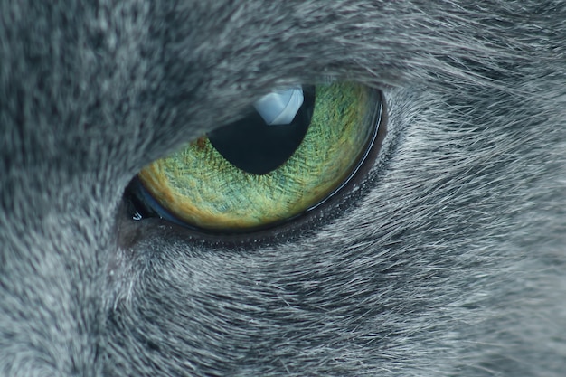 Foto occhio del primo piano del gatto grigio