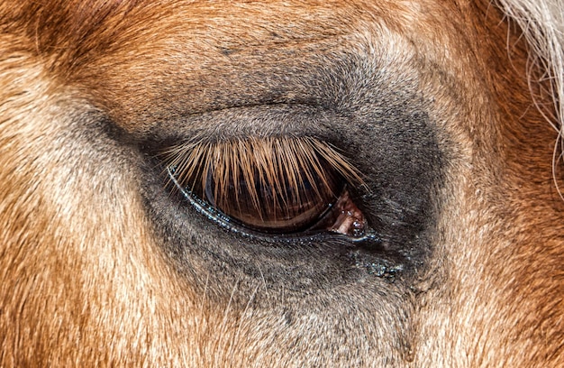 Eye of horse with long eyelashes