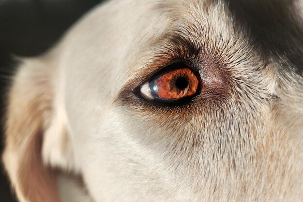 写真 犬の目