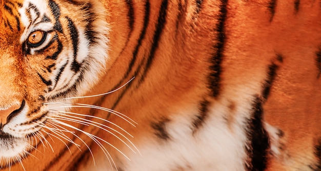 Глаз тигрового фона. Портрет амурского тигра.