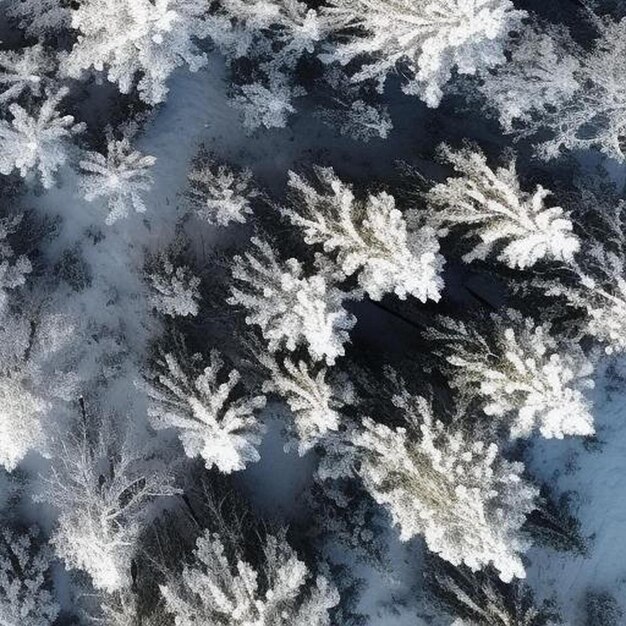 Eye top down view of snow covered forest and frosty tree top