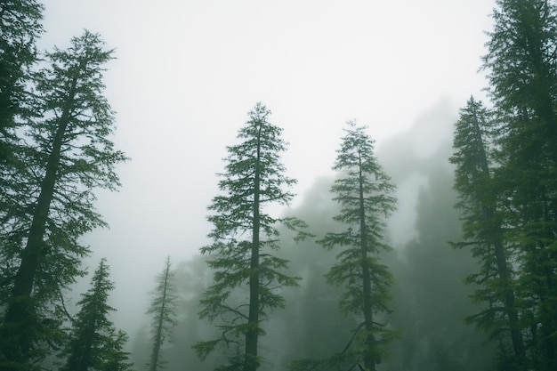 Eye view of a dense pine forest with thick mist