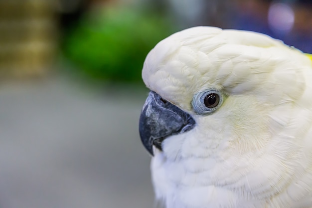 Eye of Yellow-crested Cockatoo (Cacatua sulphurea) ,Nature