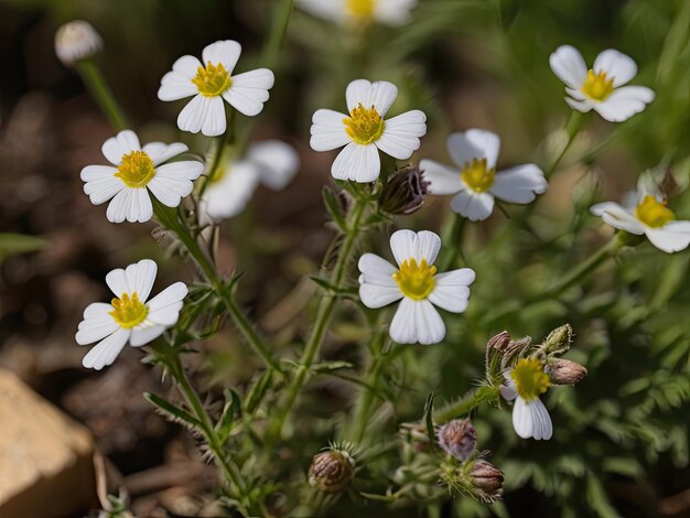 Photo eyebright euphrasia officinalis in the summer garden