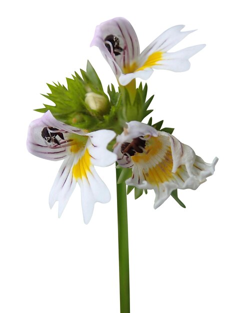 Photo eyebright eyebright herb or euphrasia used for eye problems and mental depression