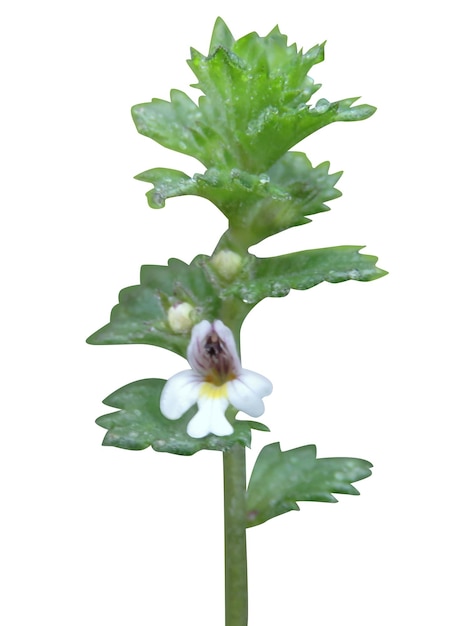 Photo eyebright is used for eye problems mental depression oxygenation and radiation poisoning