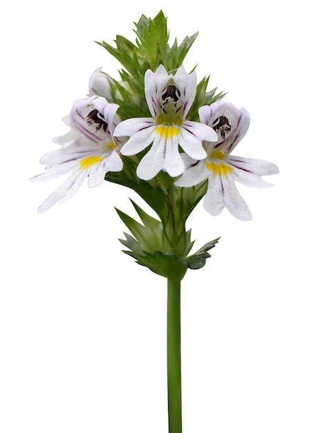 eyebright is used for eye problems mental depression oxygenation and radiation poisoning