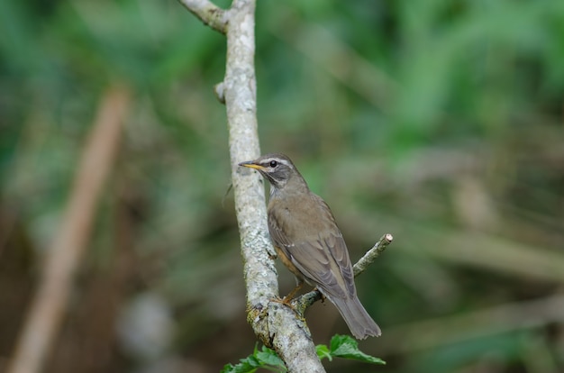 目を覚ましたツグミの鳥（Turdus obscures）