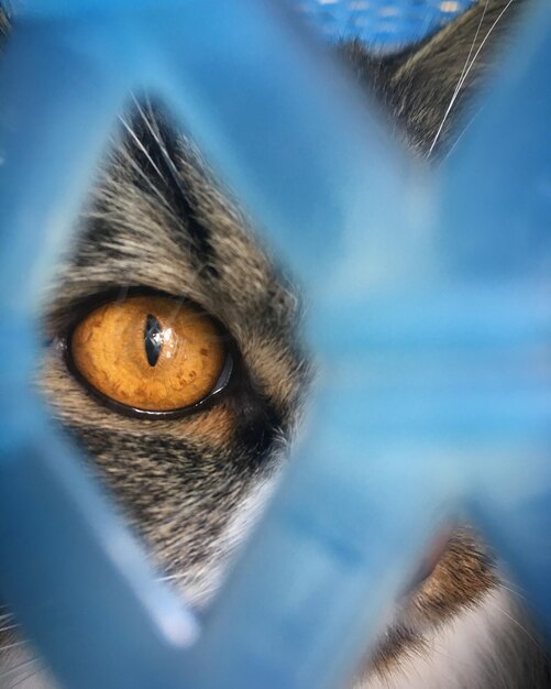 写真 猫の目は青いネットの焦点の上にあります