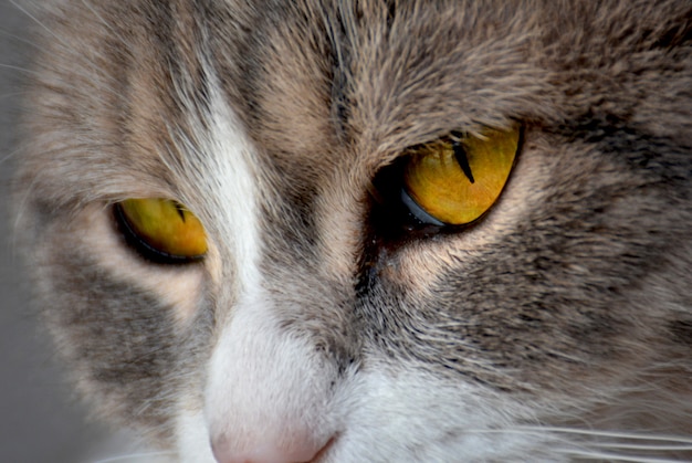 The eyes of a cat macro 