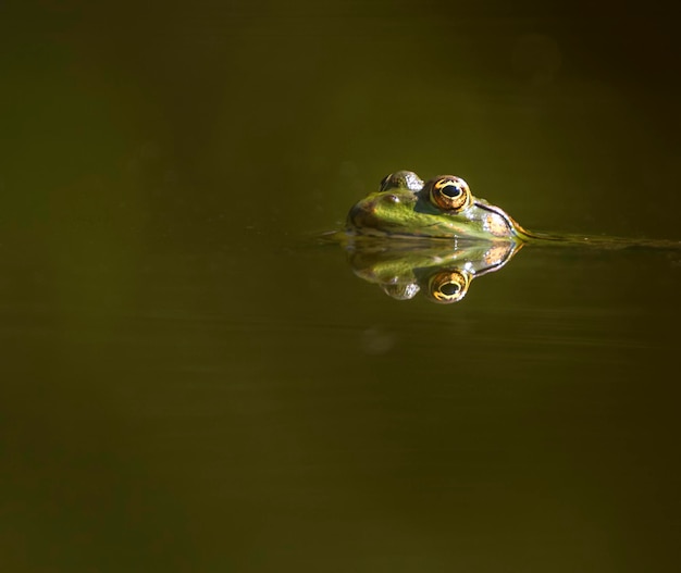 Foto gli occhi di una rana che nuota nello stagno