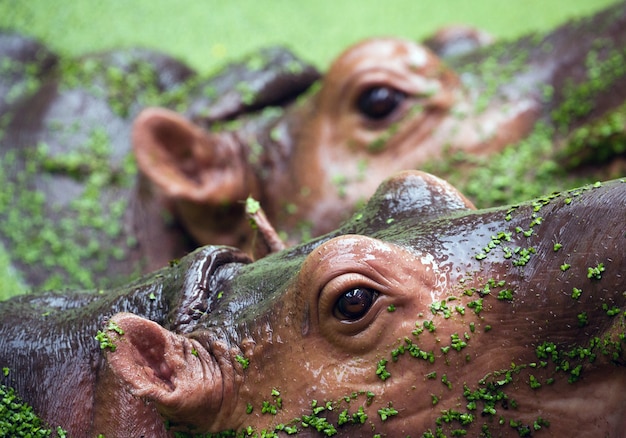 Foto gli occhi dell'ippopotamo nel lago.