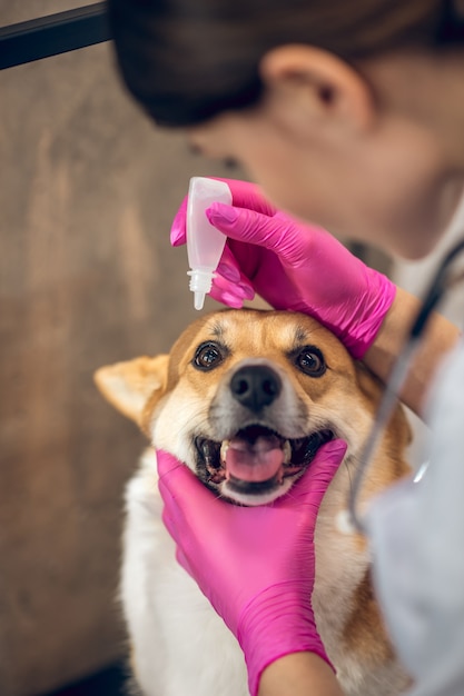 目の治療。犬の目に点眼薬を落とす獣医